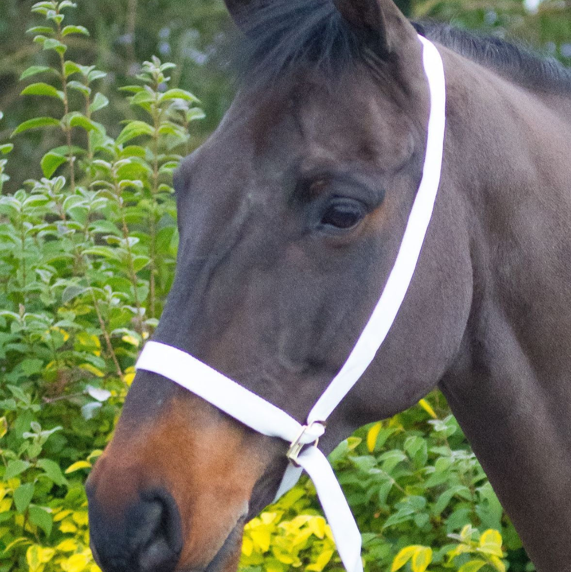 Equi-Sential Show Halter #colour_white