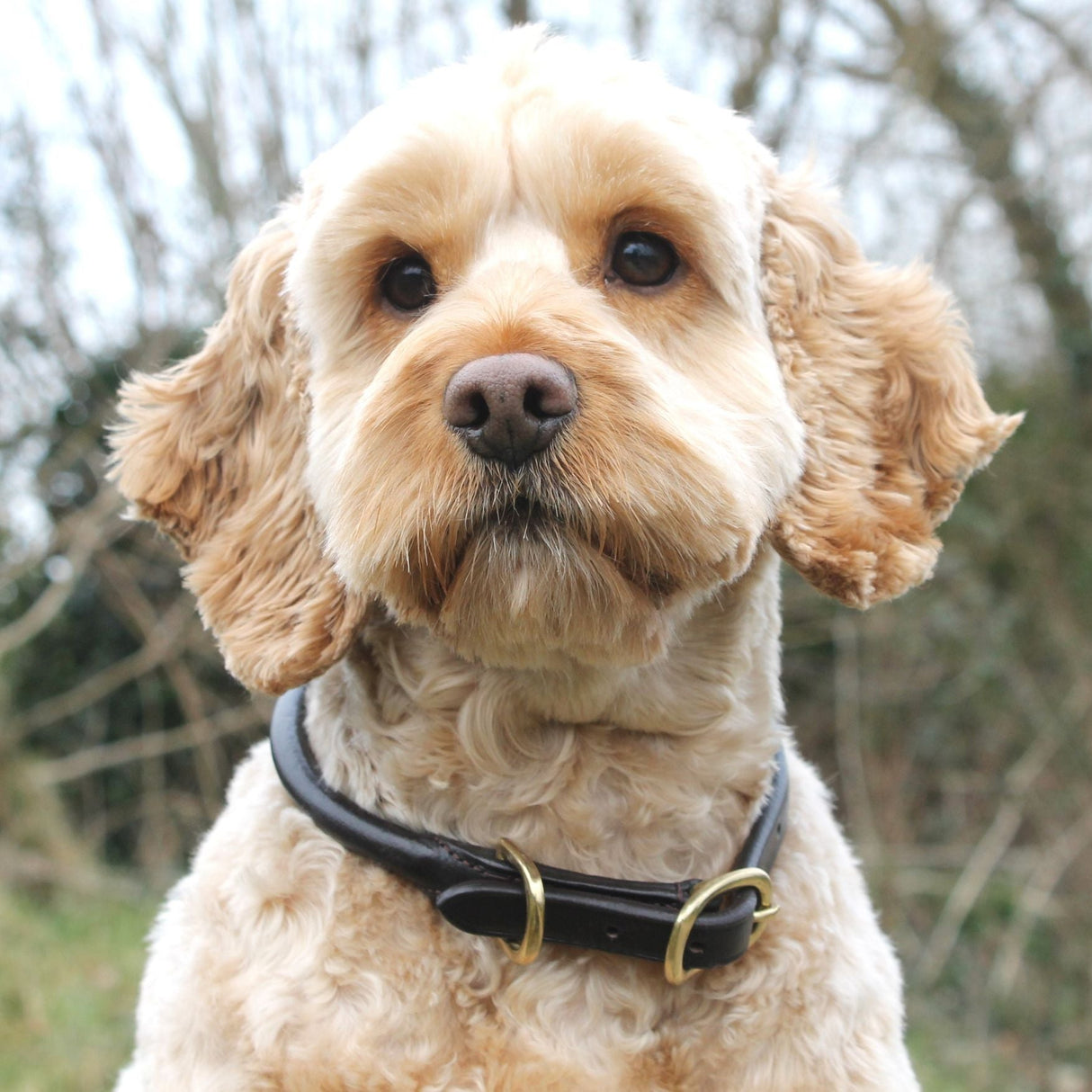 Mackey Rolled Leather Dog Collar #colour_brown