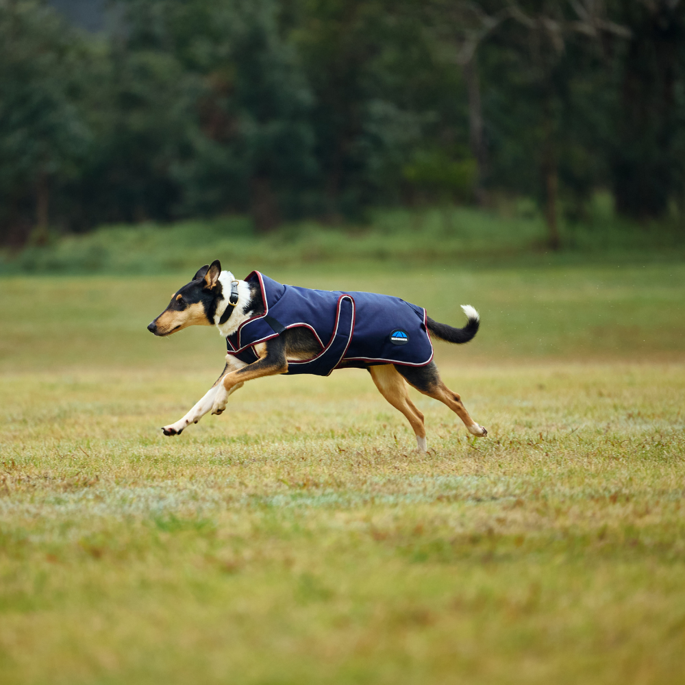 Weatherbeeta Comfitec Premier Deluxe Waterproof Dog Coat #colour_navy-burgundy