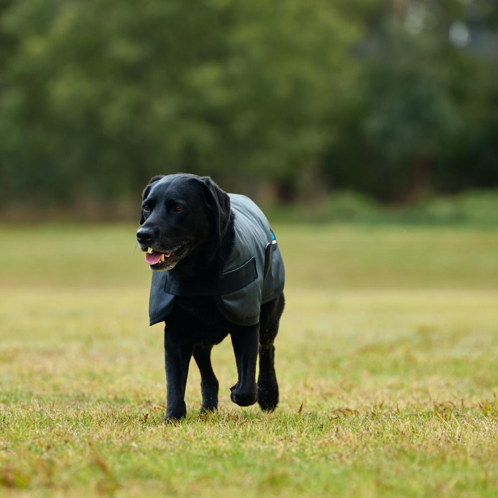 Weatherbeeta Comfitec Classic Waterproof Dog Coat #colour_grey