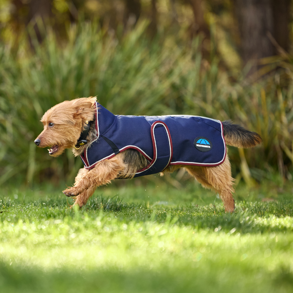 Weatherbeeta Comfitec Premier Deluxe Waterproof Dog Coat #colour_navy-burgundy
