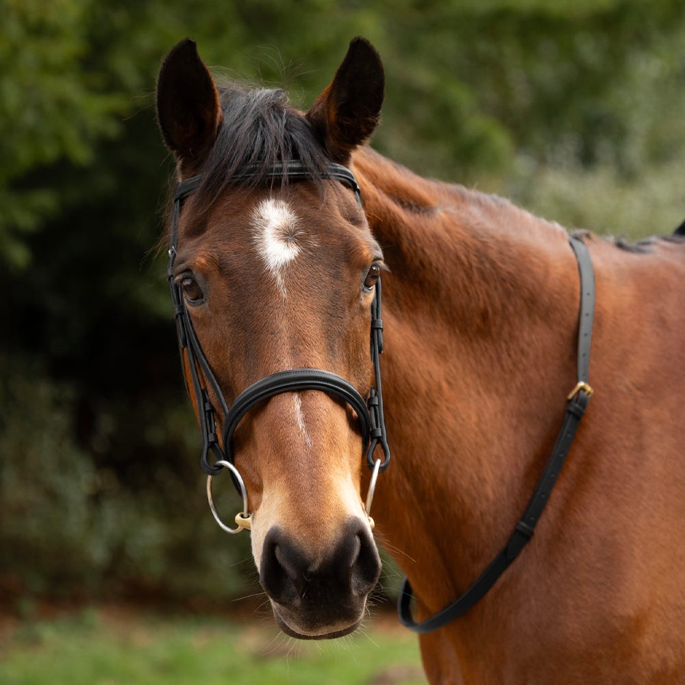 Hy Equestrian Leather Neck Strap #colour_black