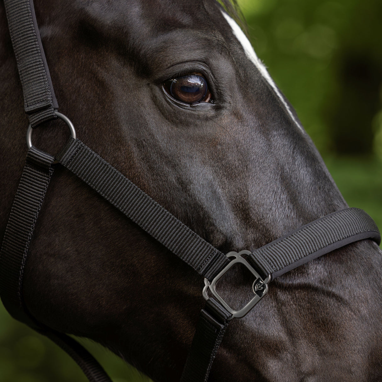 Covalliero Headcollar #colour_black