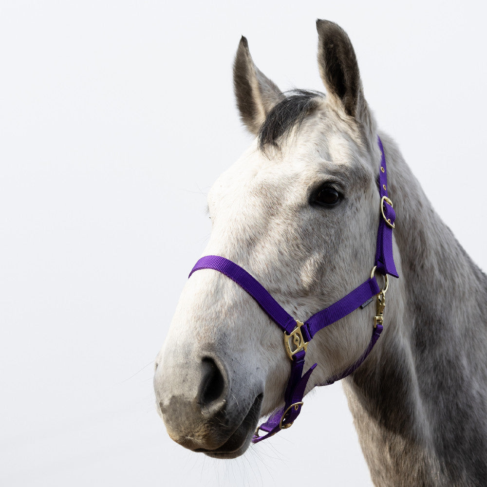 HyCONIC Head Collar #colour_purple