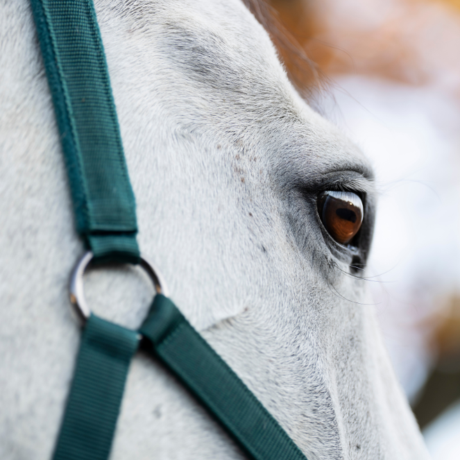 Horseware Ireland Headcollar & Leadrope #colour_dynasty-green