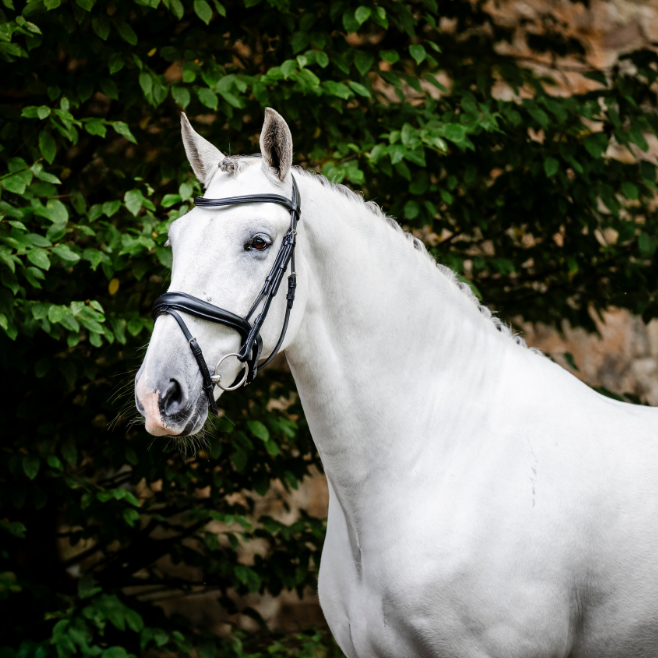 Horseware Ireland Dressage Flash Bridle #colour_black