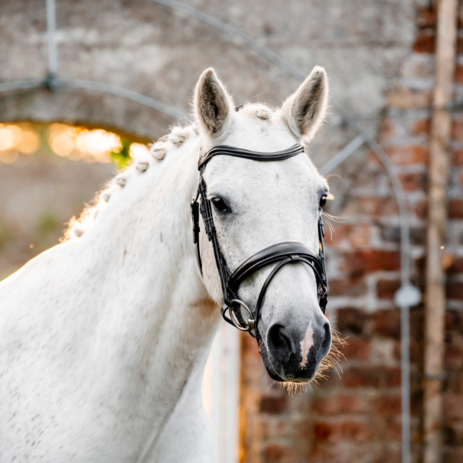 Horseware Ireland Pony Flash Bridle #colour_black