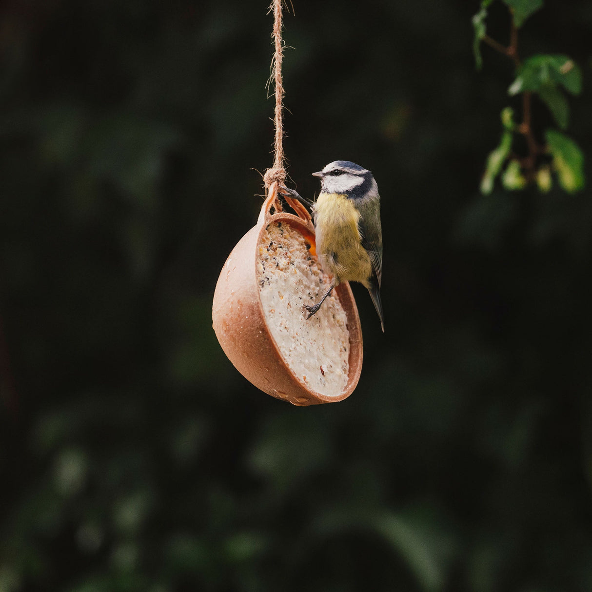 Peckish Natural Balance Coco-Not