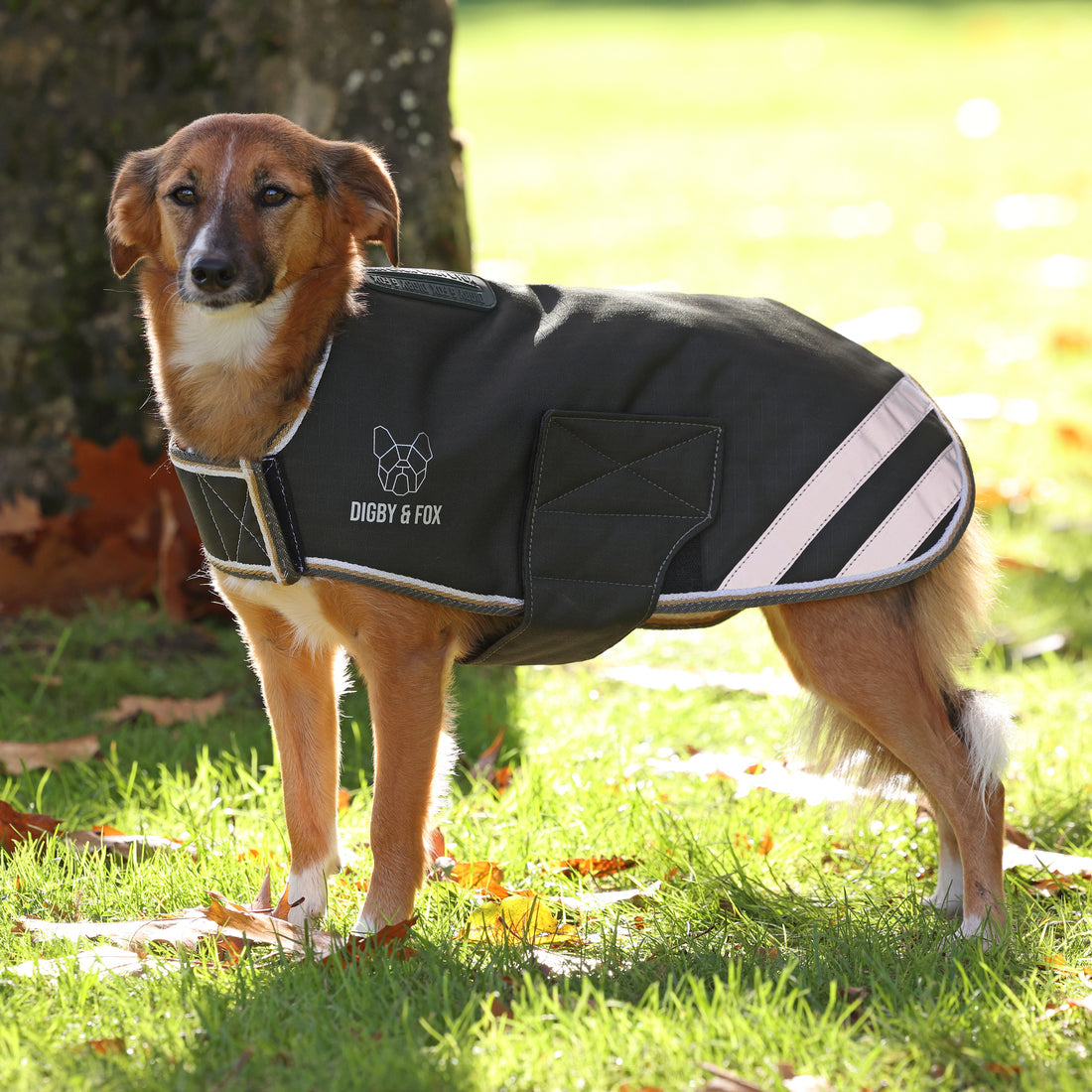 Shires Digby & Fox Waterproof Dog Coat