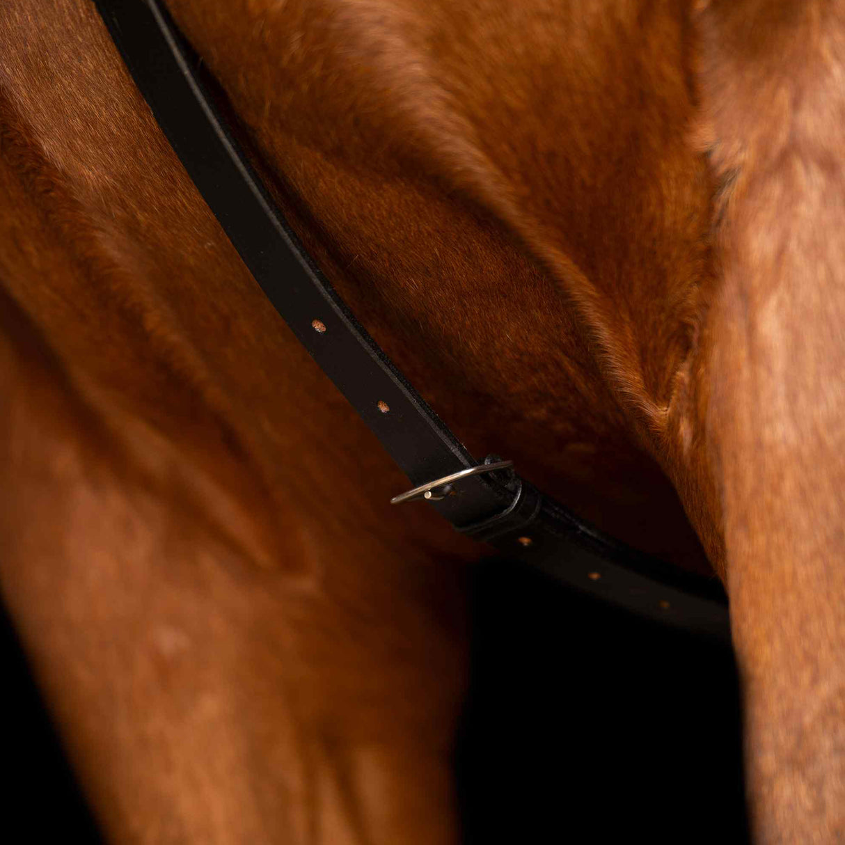 Imperial Riding Core Martingale #colour_black