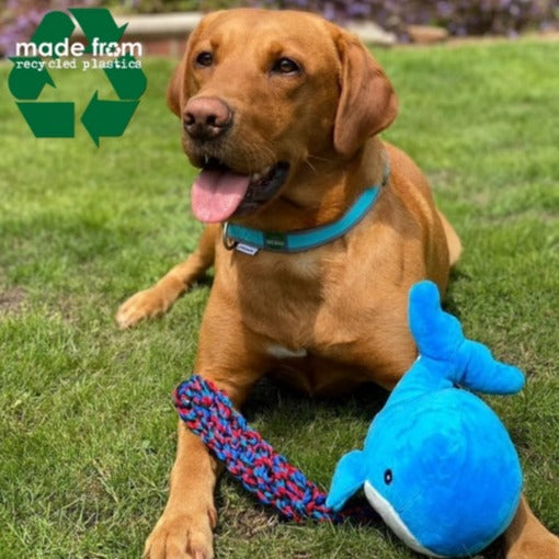 Ancol Made From Recycled Cuddler Dog Toy #style_oshi-the-whale