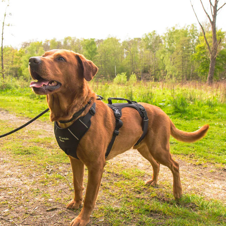 Mountain Paws 3-Strap Dog Harness #colour_black