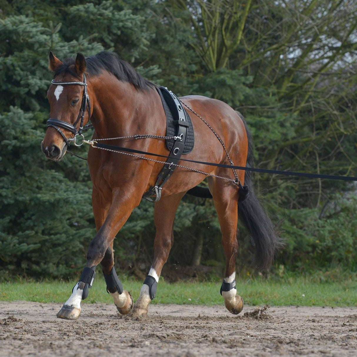 Waldhausen Lunging System