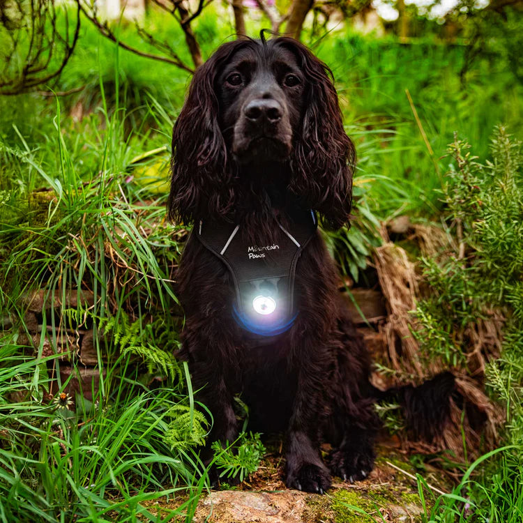 Mountain Paws Dog Safety Light
