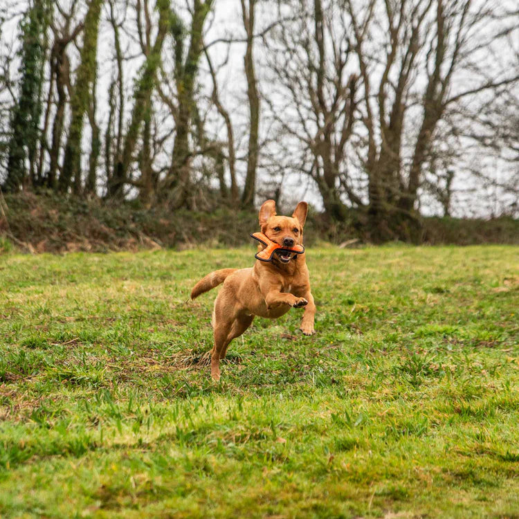 Mountain Paws Rubber Throw Dog Toy #colour_orange