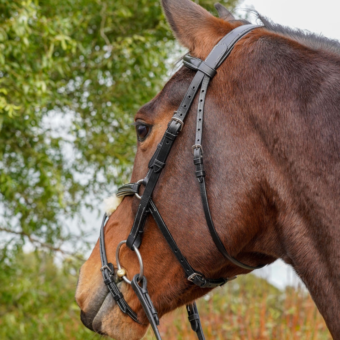 GS Equestrian Grackle Bridle