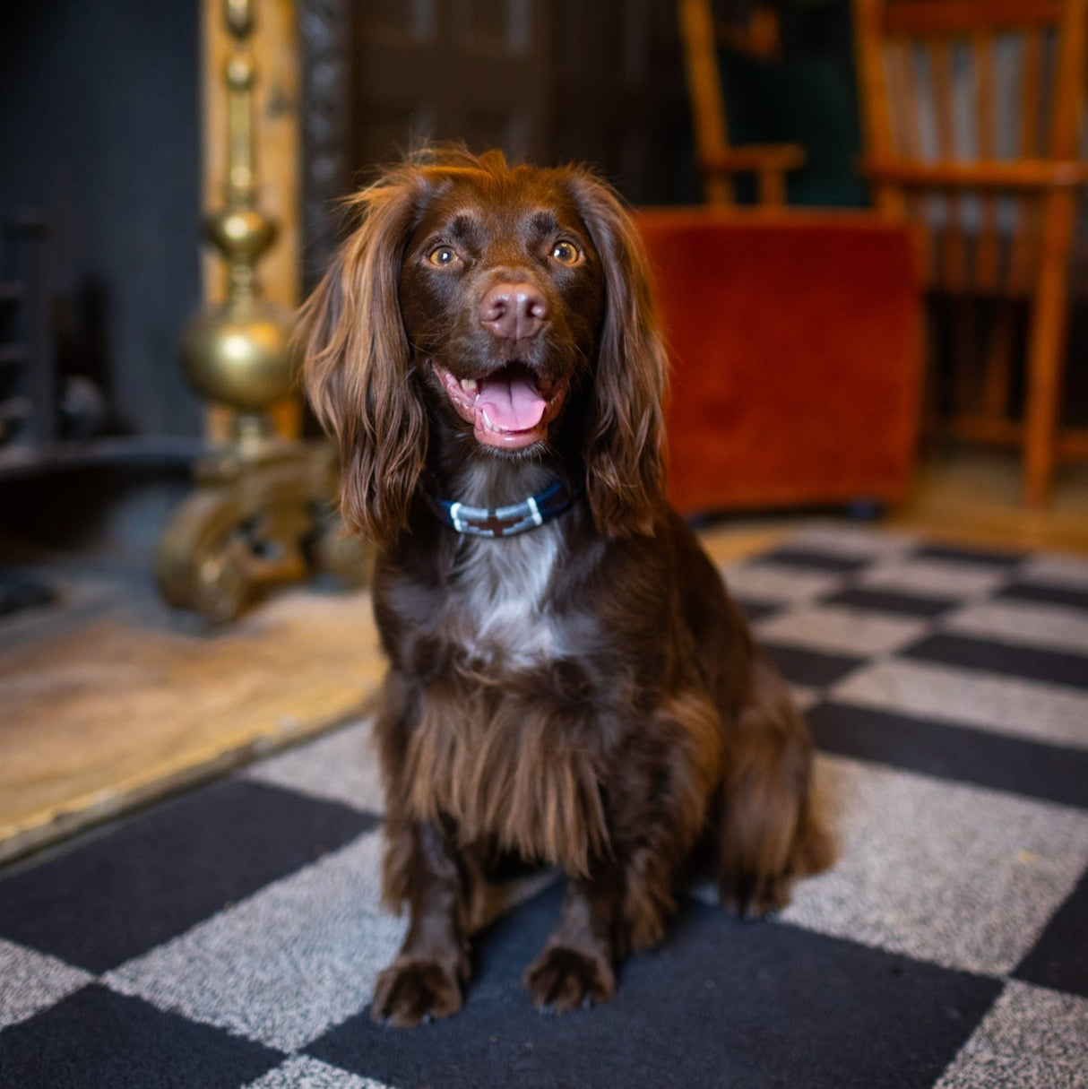 Pampeano Pampa Dog Collar #colour_piedra