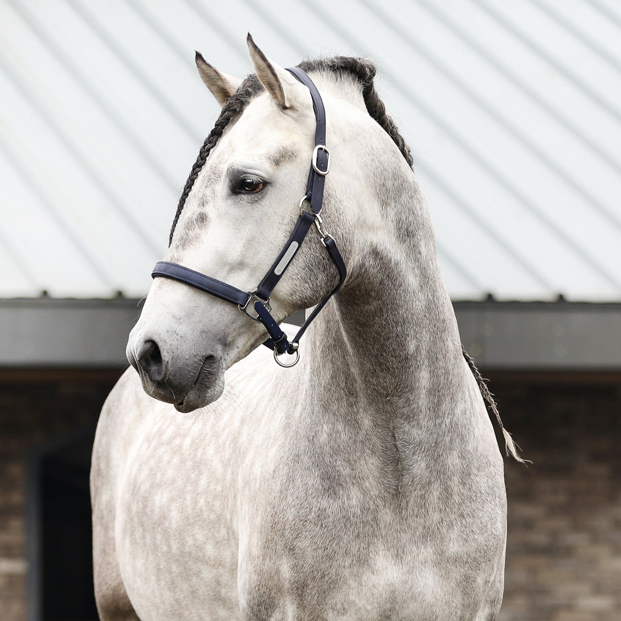 Equilibrium Stellar All-Weather Safety Headcollar #colour_navy