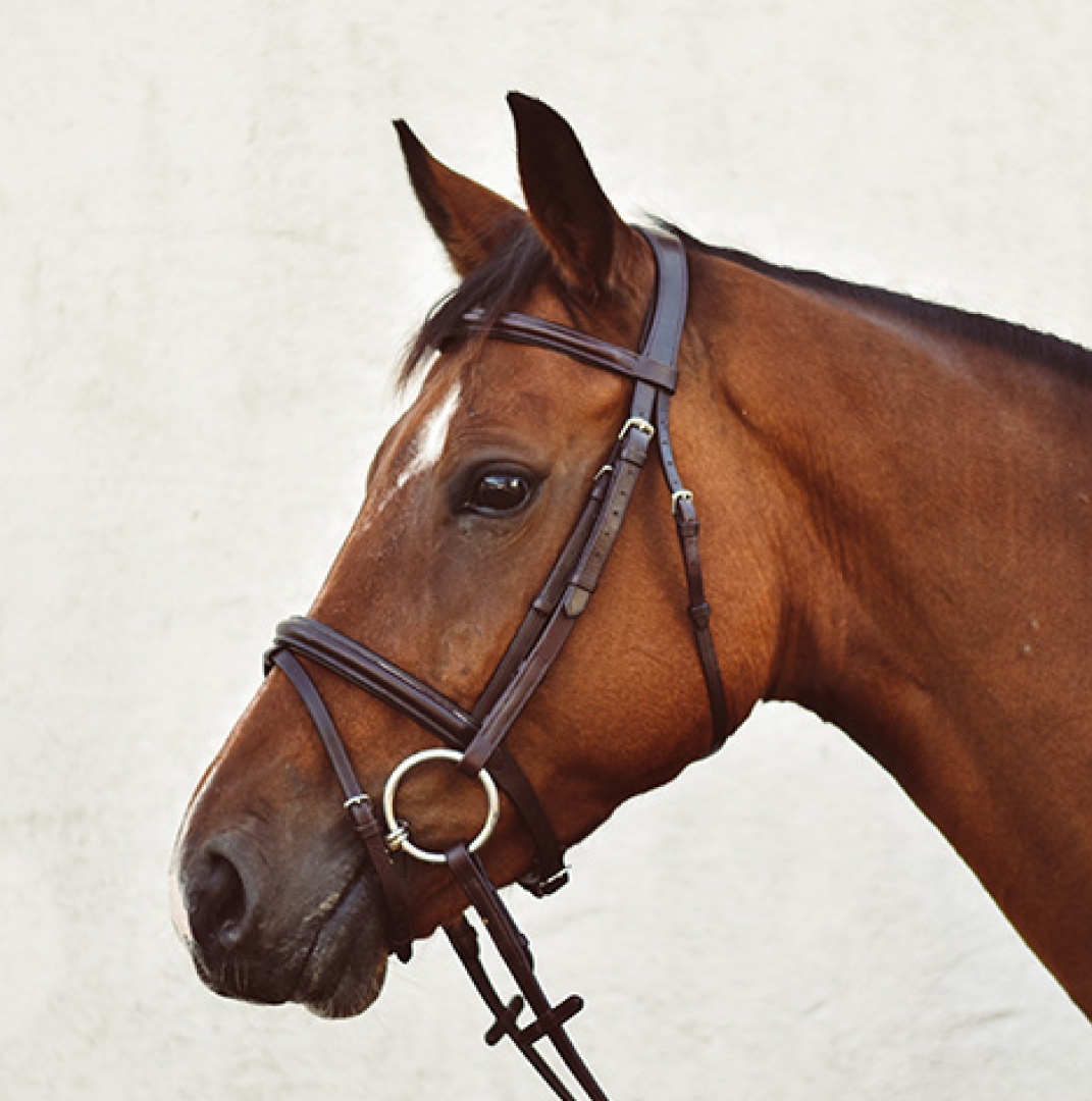 Mackey Legend Flash Bridle #colour_brown