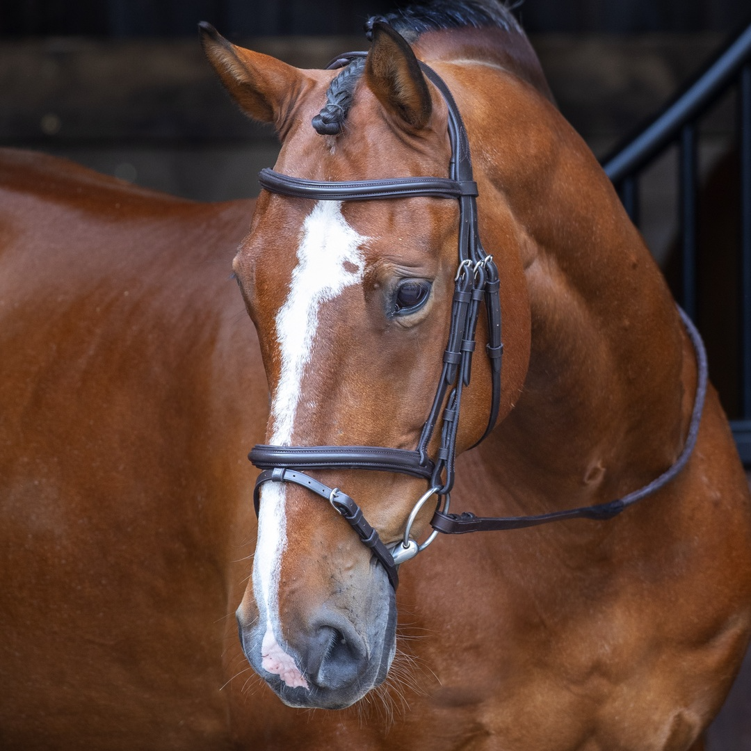 Shires Velociti RAPIDA Padded Raised Flash Bridle #colour_havana