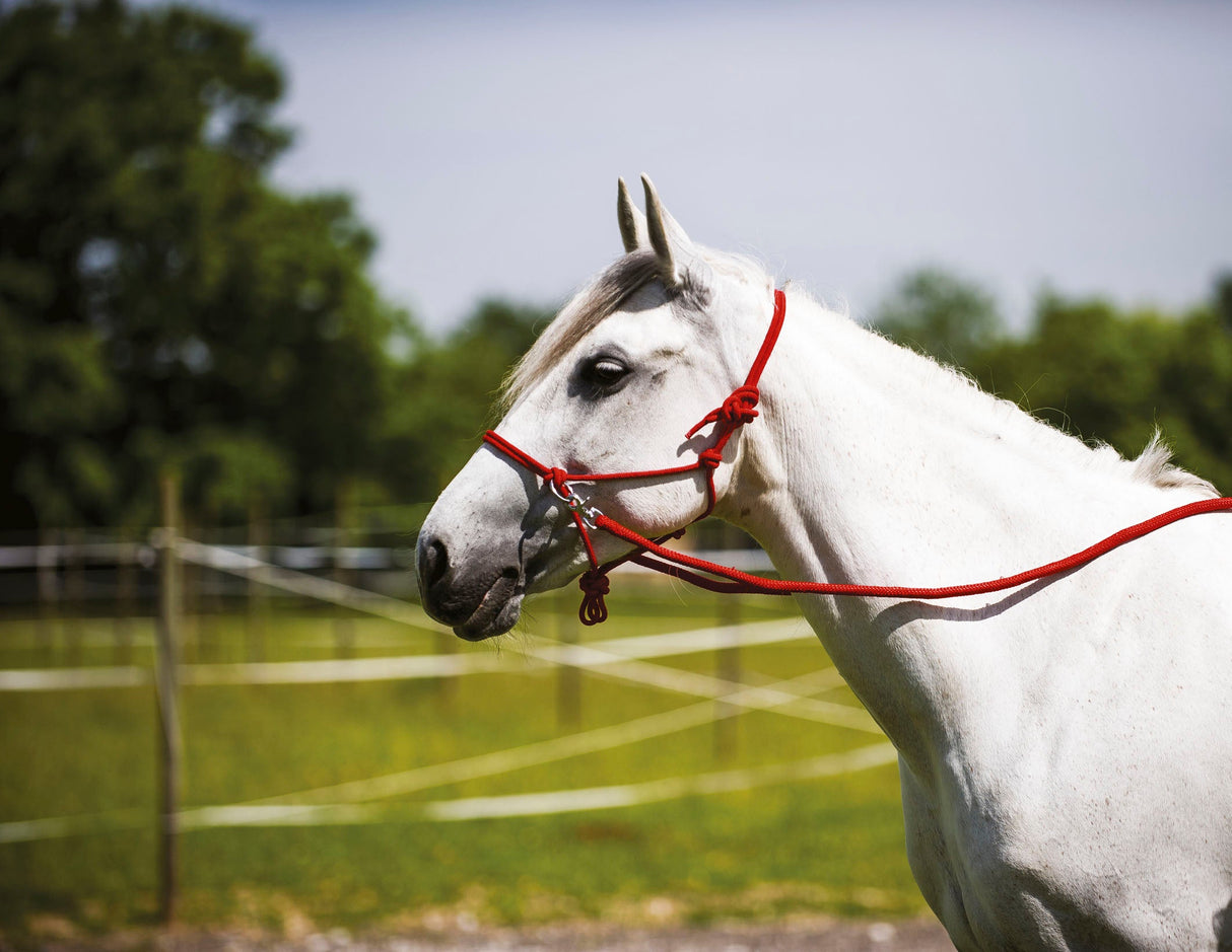 Norton Ethological Headcollar With Reins #colour_red