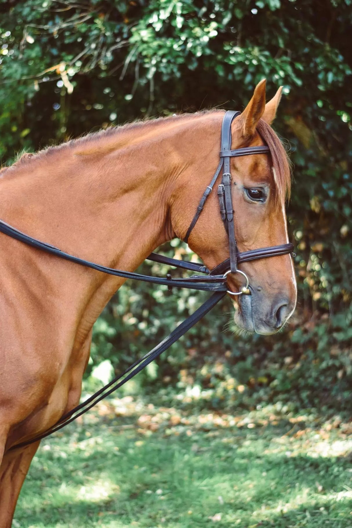 Mackey Equisential Padded Draw Reins