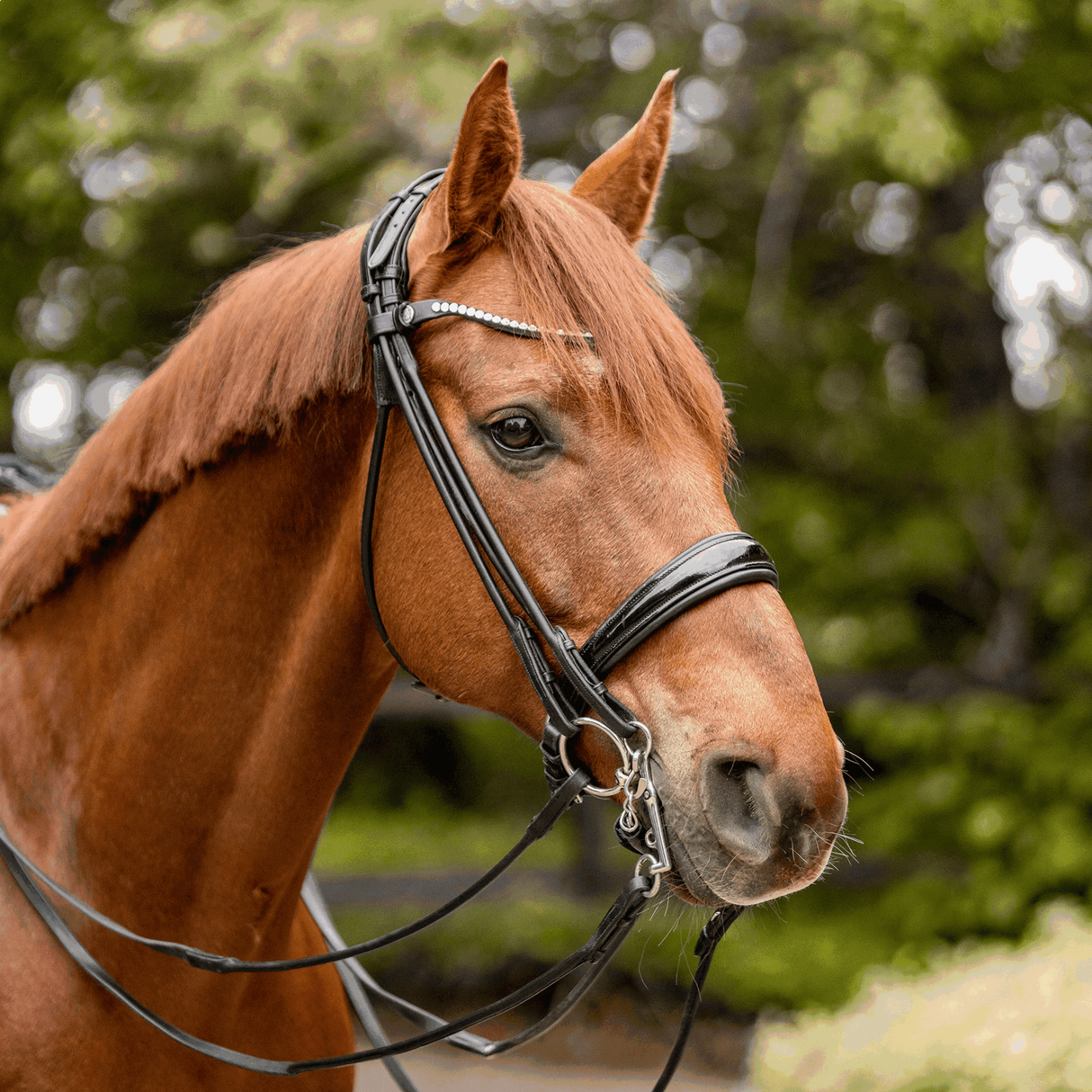 Sprenger Weymouth Bit "FC" Sensogan 18mm With 5cm Stainless Steel Cheeks