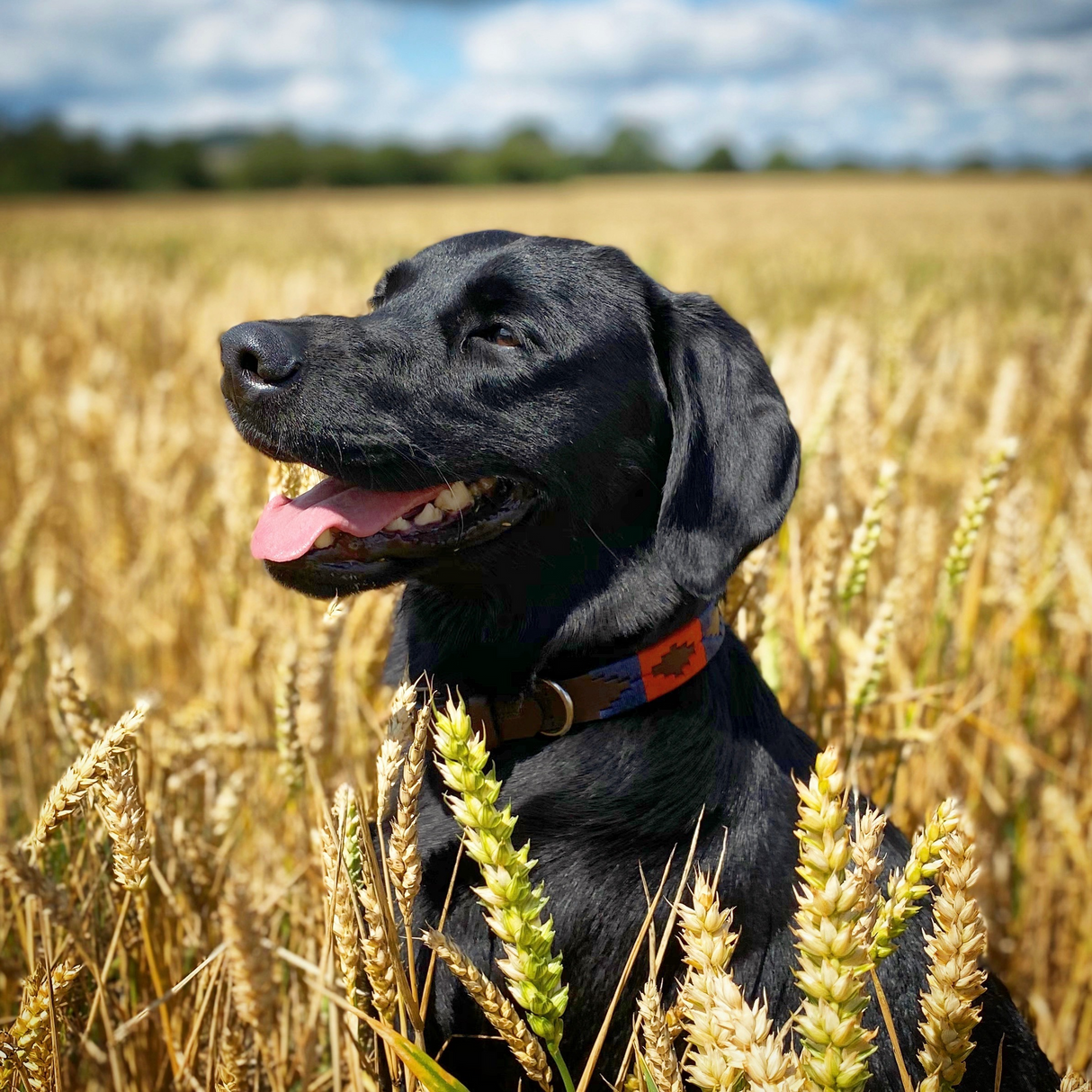 Pampeano Pampa Dog Collar #colour_audaz