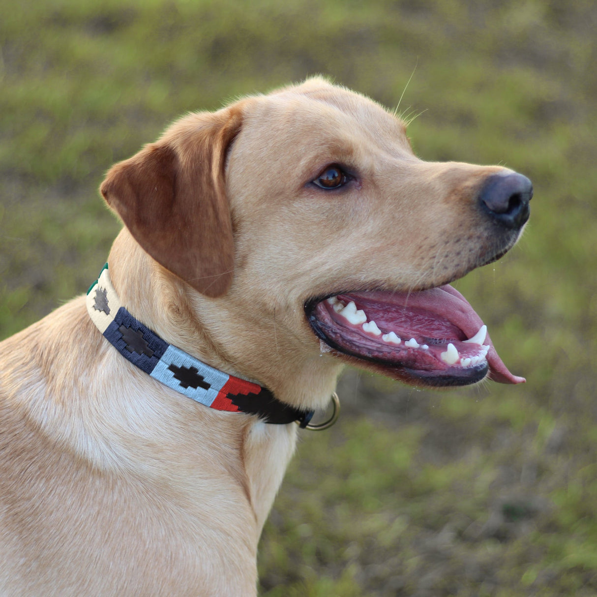 Pampeano Pampa Dog Collar #colour_multi