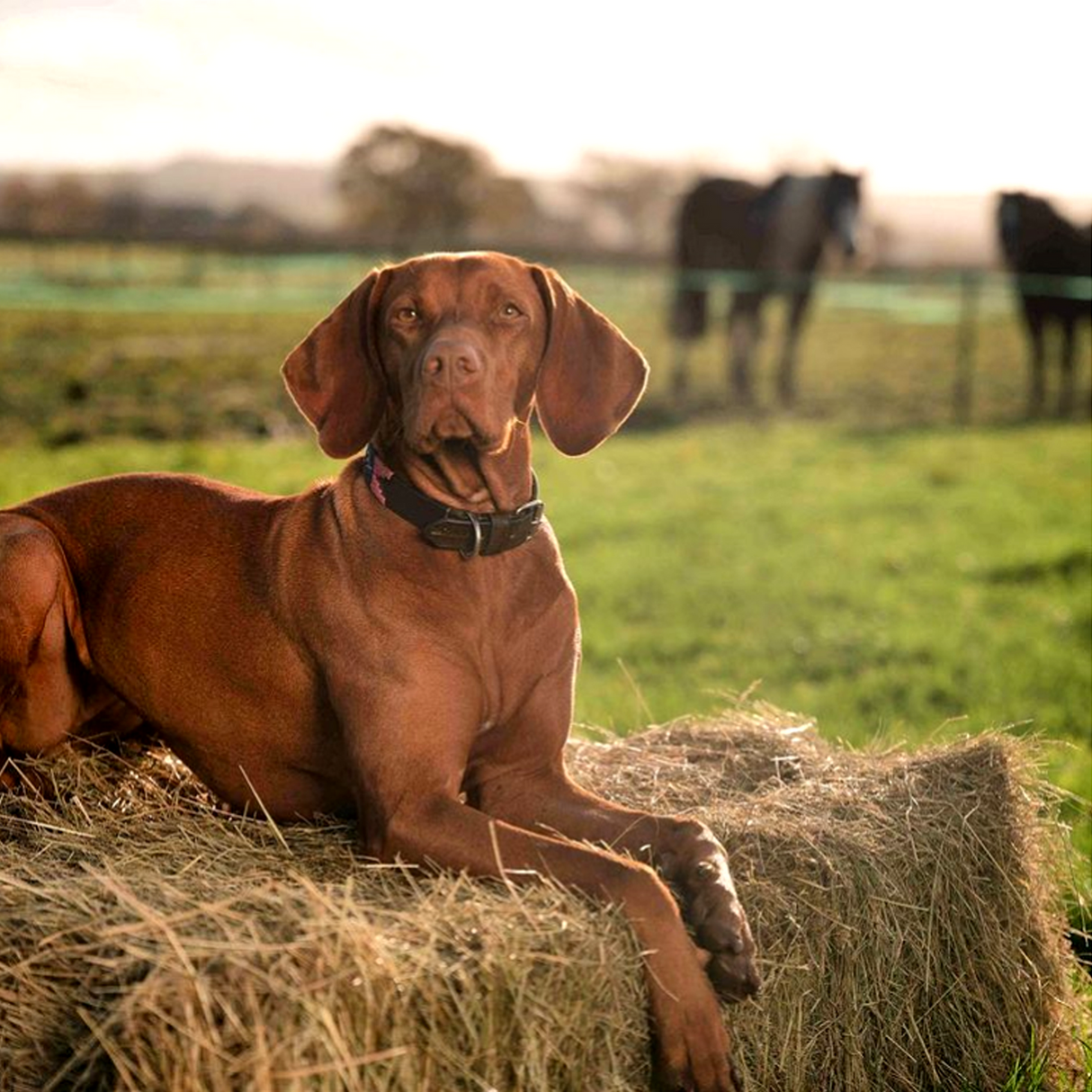 Pampeano Pampa Dog Collar #colour_petalo