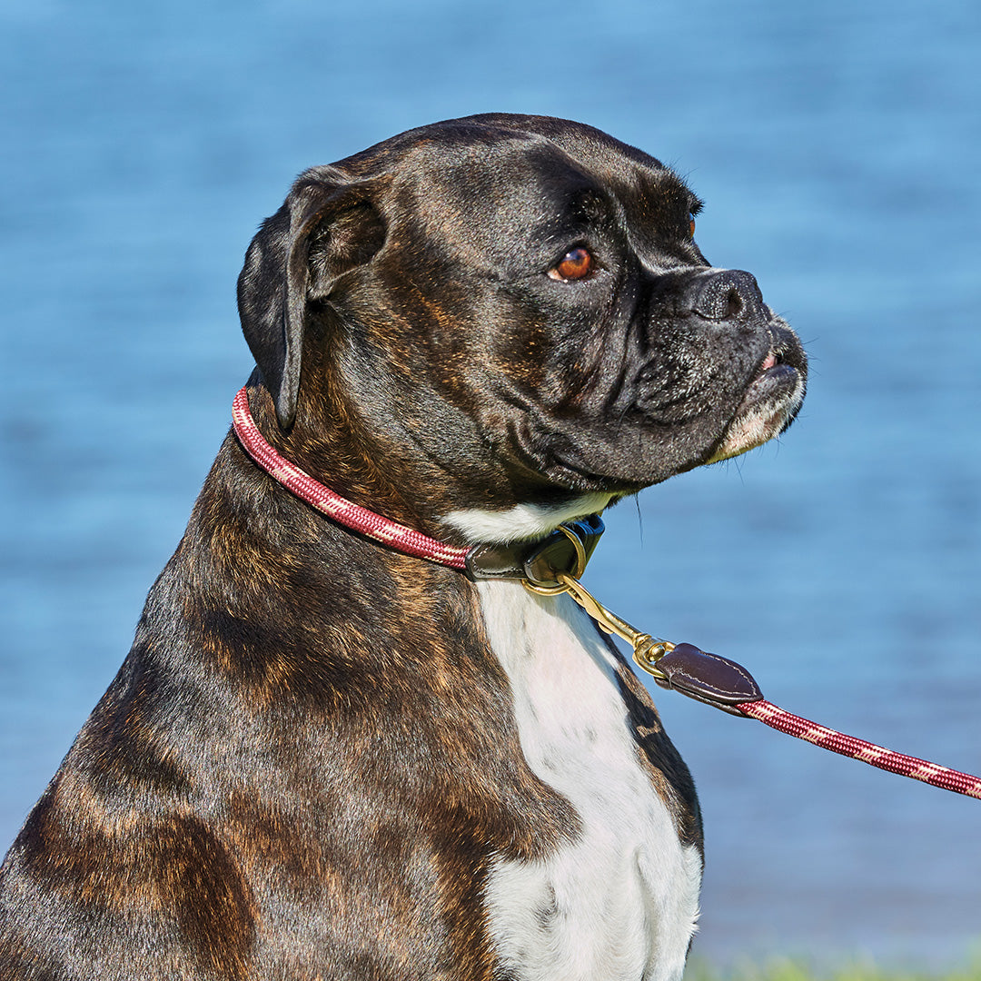 #colour_burgundy-brown