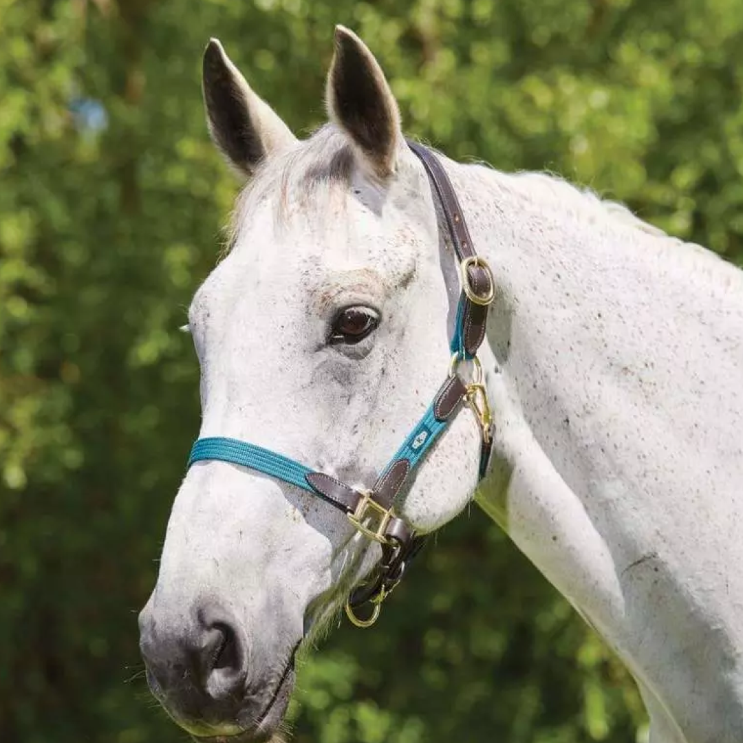 #colour_hunter-green