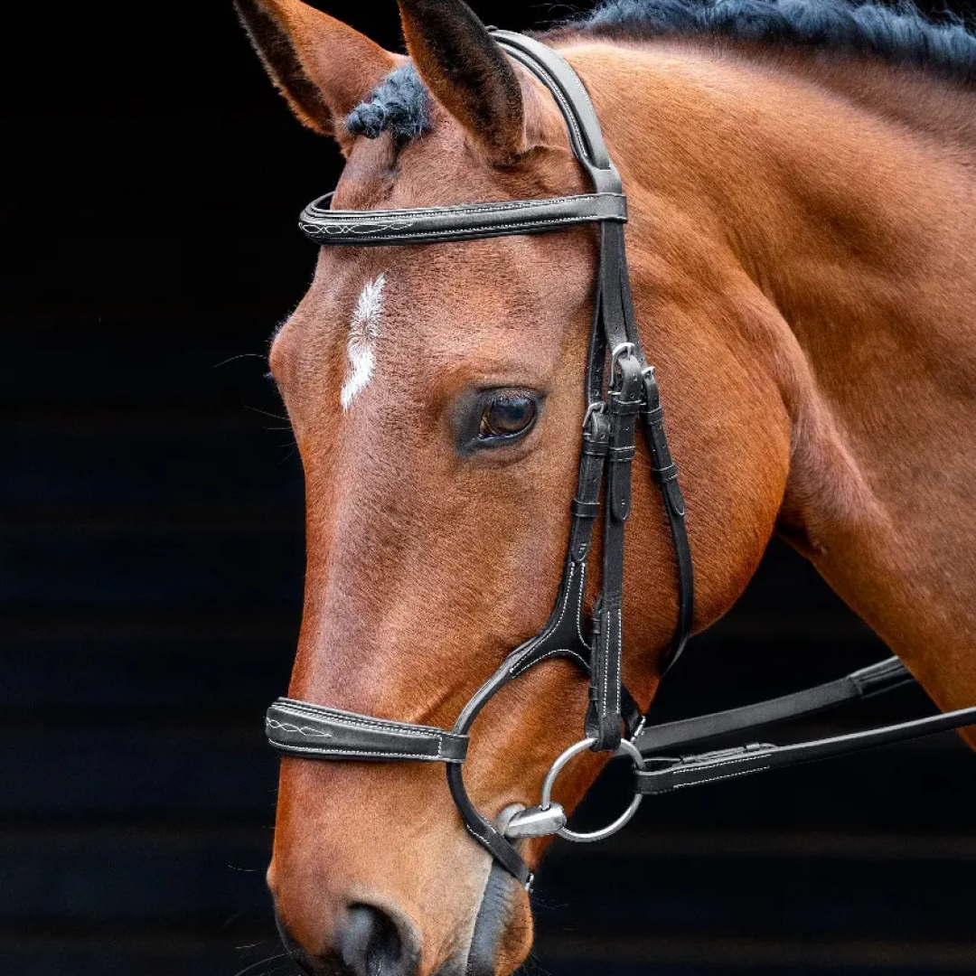 Shires Salisbury Brampton Bridle #colour_black