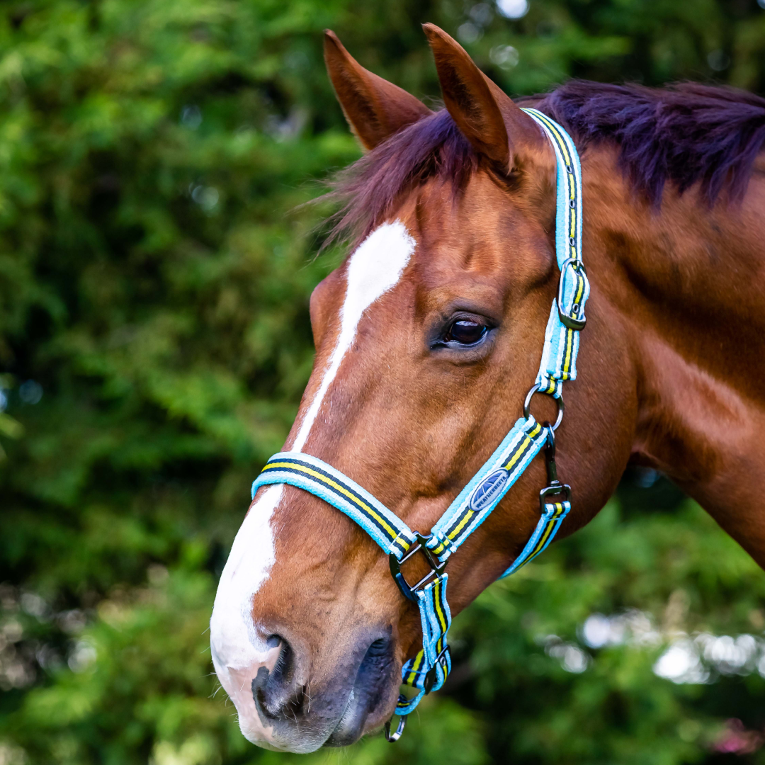 Weatherbeeta Coordinate Headcollar #colour_light-blue-black-yellow