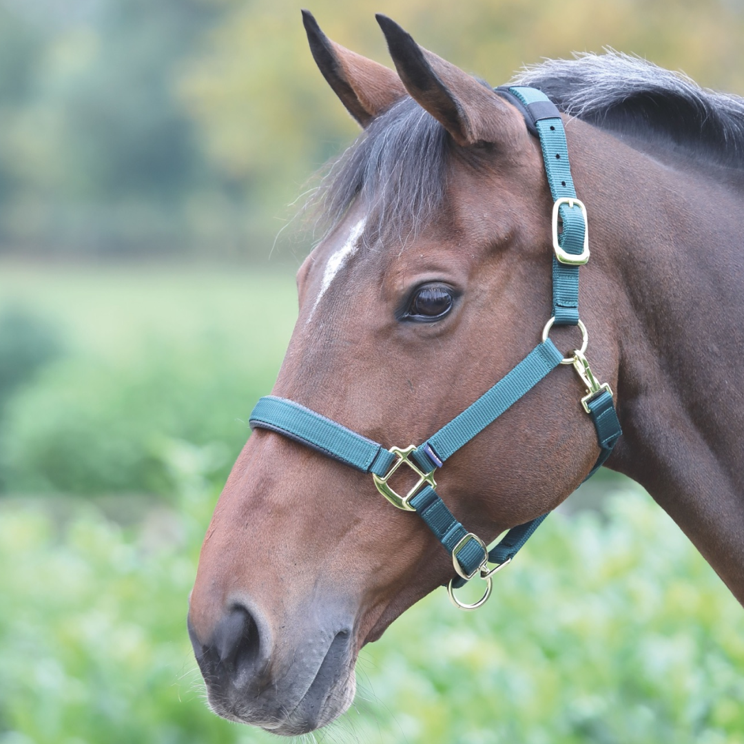 Shires Topaz Nylon Headcollar #colour_dark-green