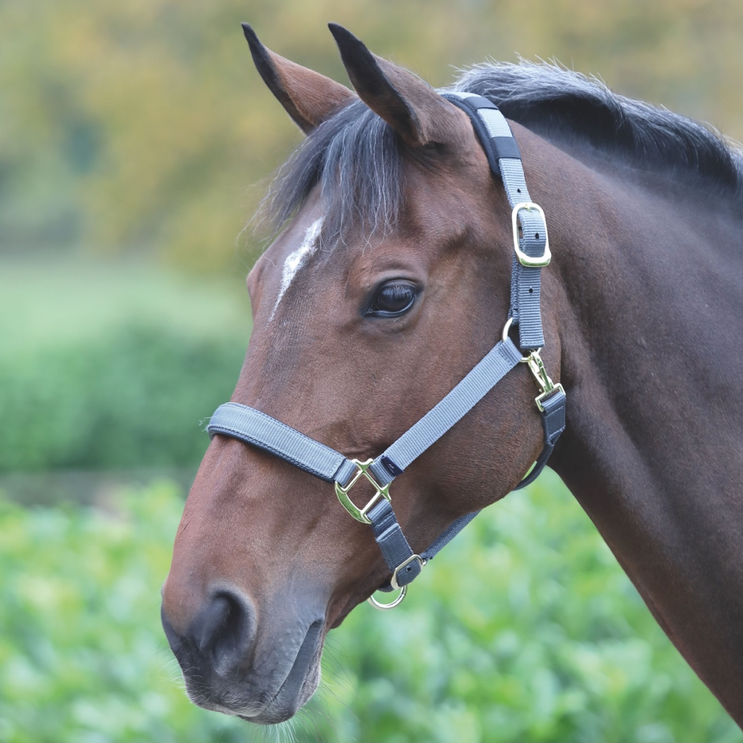 Shires Topaz Nylon Headcollar #colour_grey