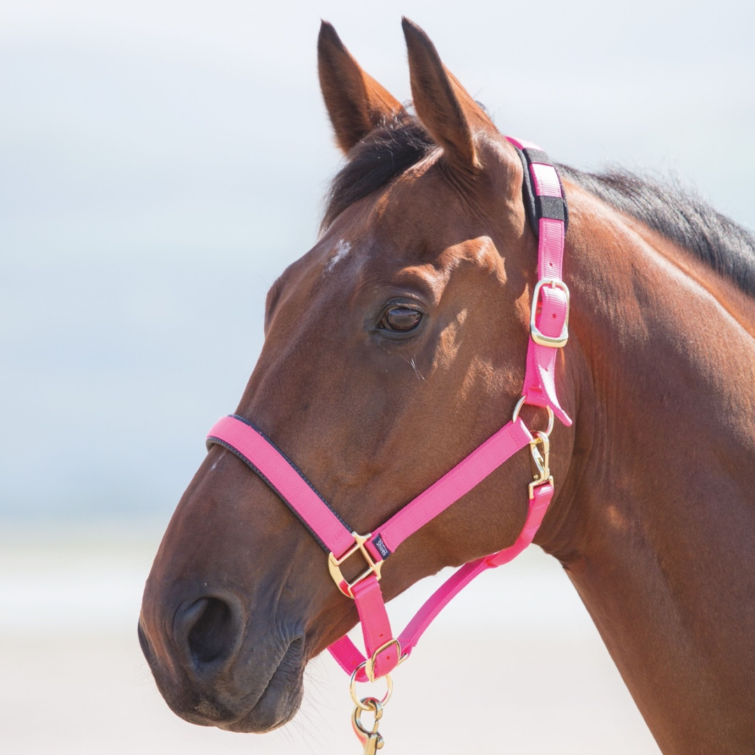 Shires Topaz Nylon Headcollar #colour_pink