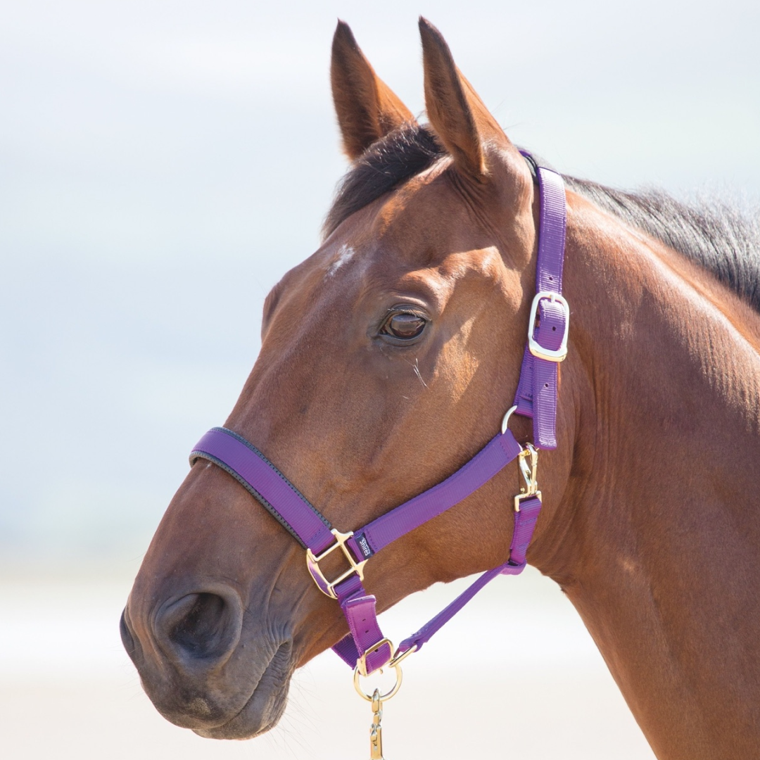 Shires Topaz Nylon Headcollar #colour_purple