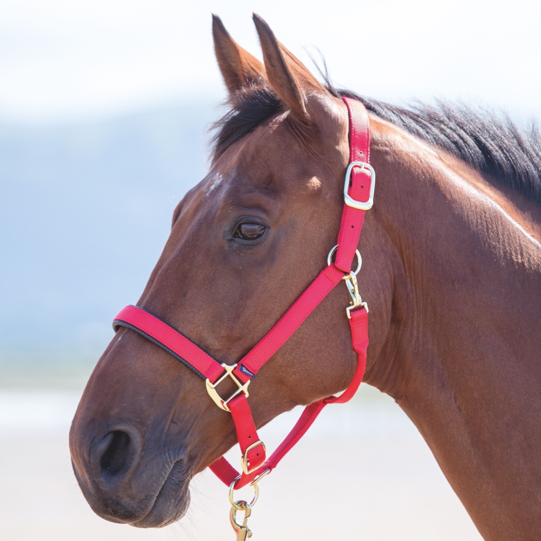 Shires Topaz Nylon Headcollar #colour_red