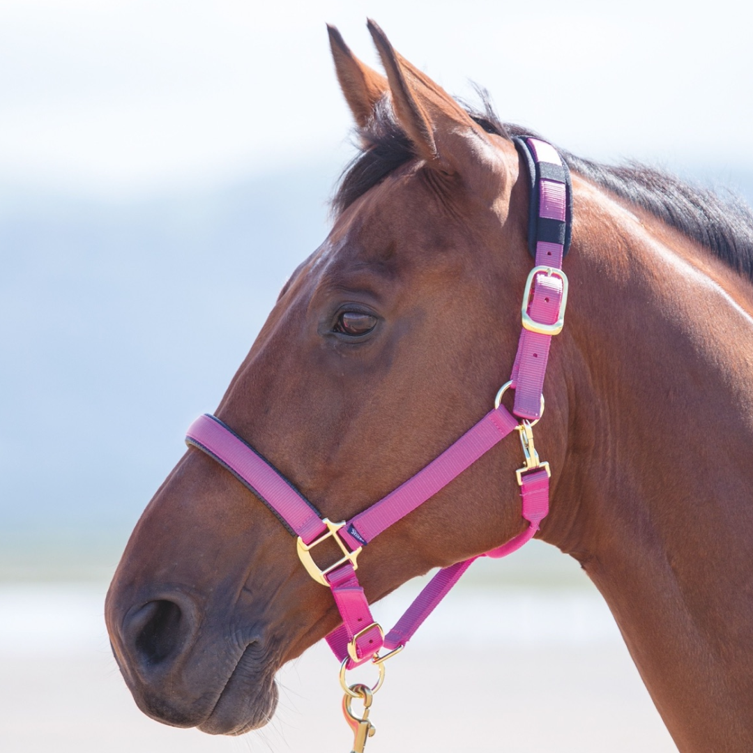 Shires Topaz Nylon Headcollar #colour_raspberry