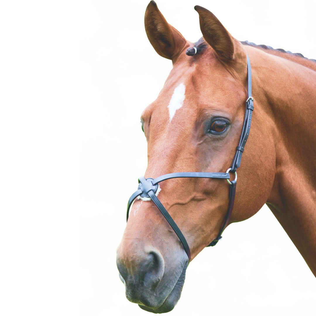 Shires Velociti GARA Mexican Noseband
