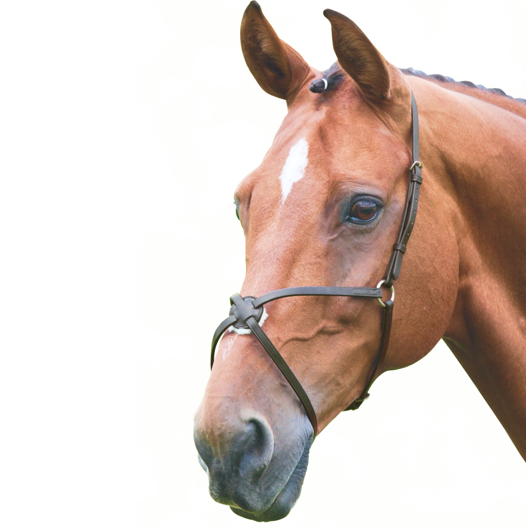 Shires Velociti GARA Mexican Noseband