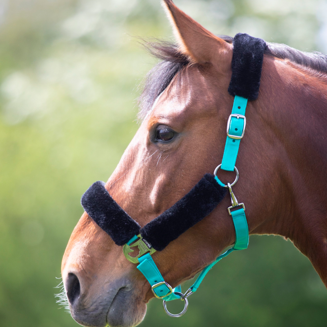 Shires Fleece Lined Headcollar #colour_teal-black