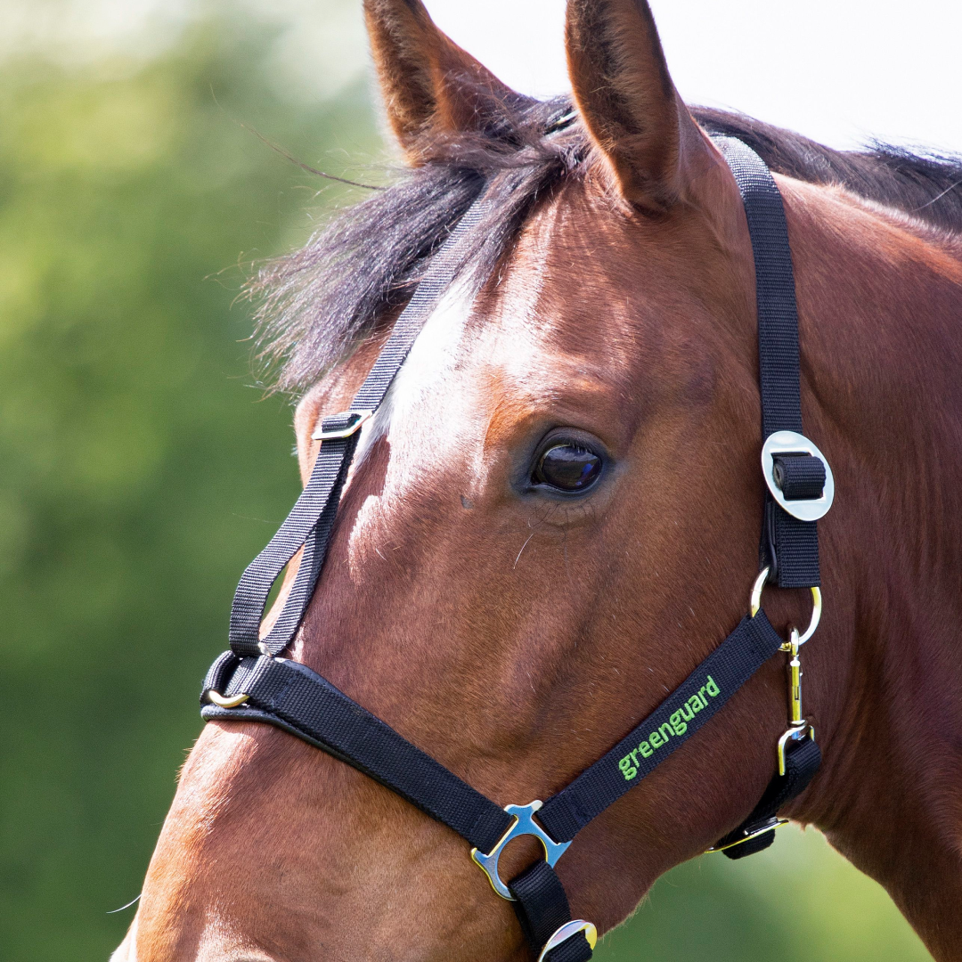 Shires Greenguard Headcollar #colour_black