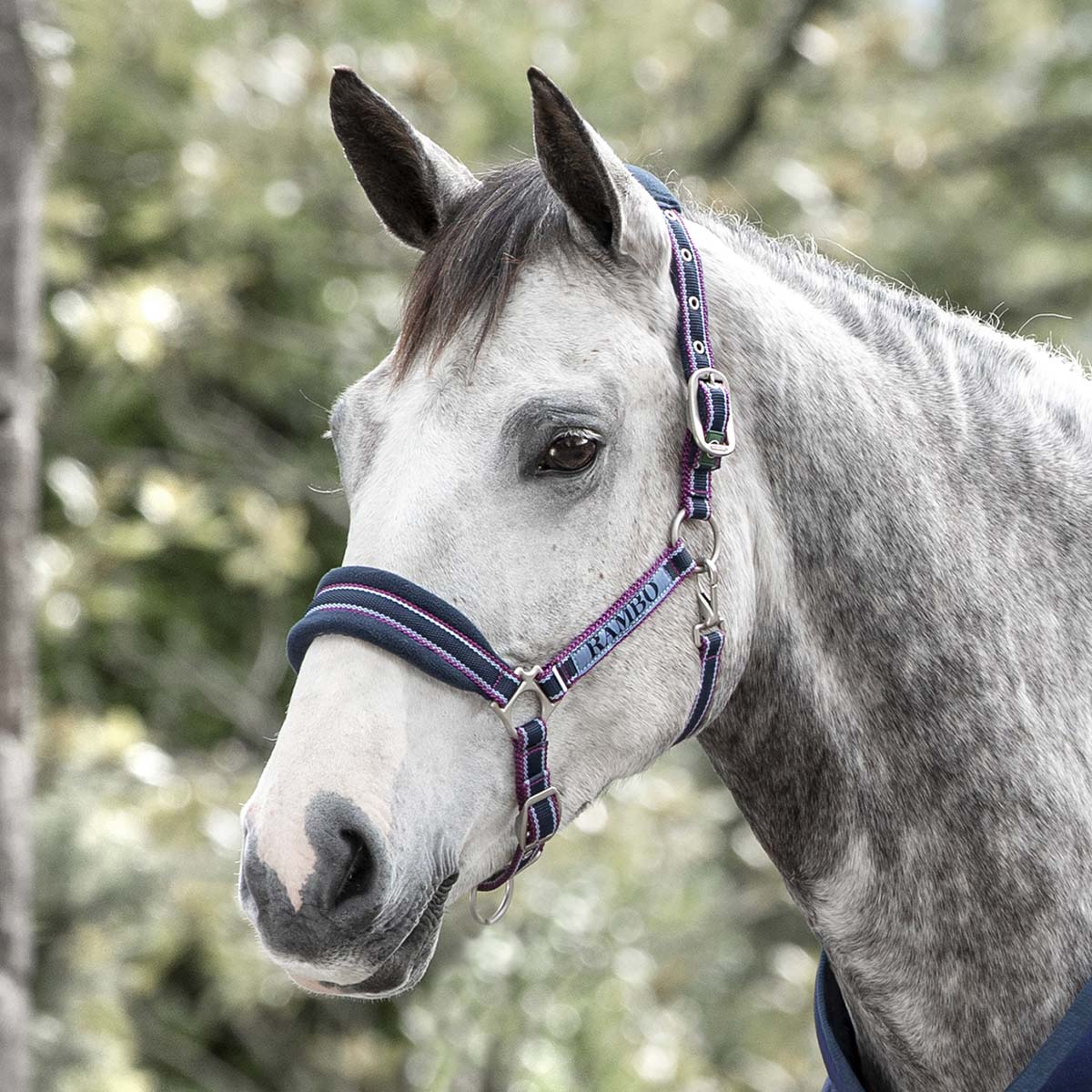 #colour_navy-burgundy-dusty-blue