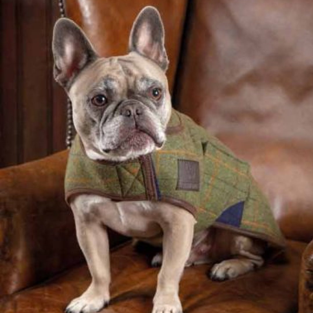 #colour_red-yellow-blue-check