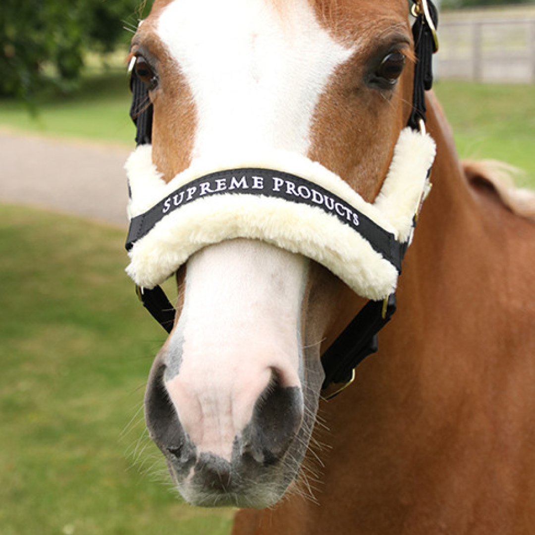 Supreme Products Royal Occasion Head Collar