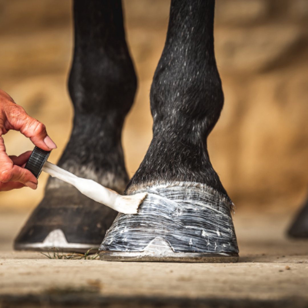 Carr & Day & Martin Cornucrescine Daily Hoof Moisturiser