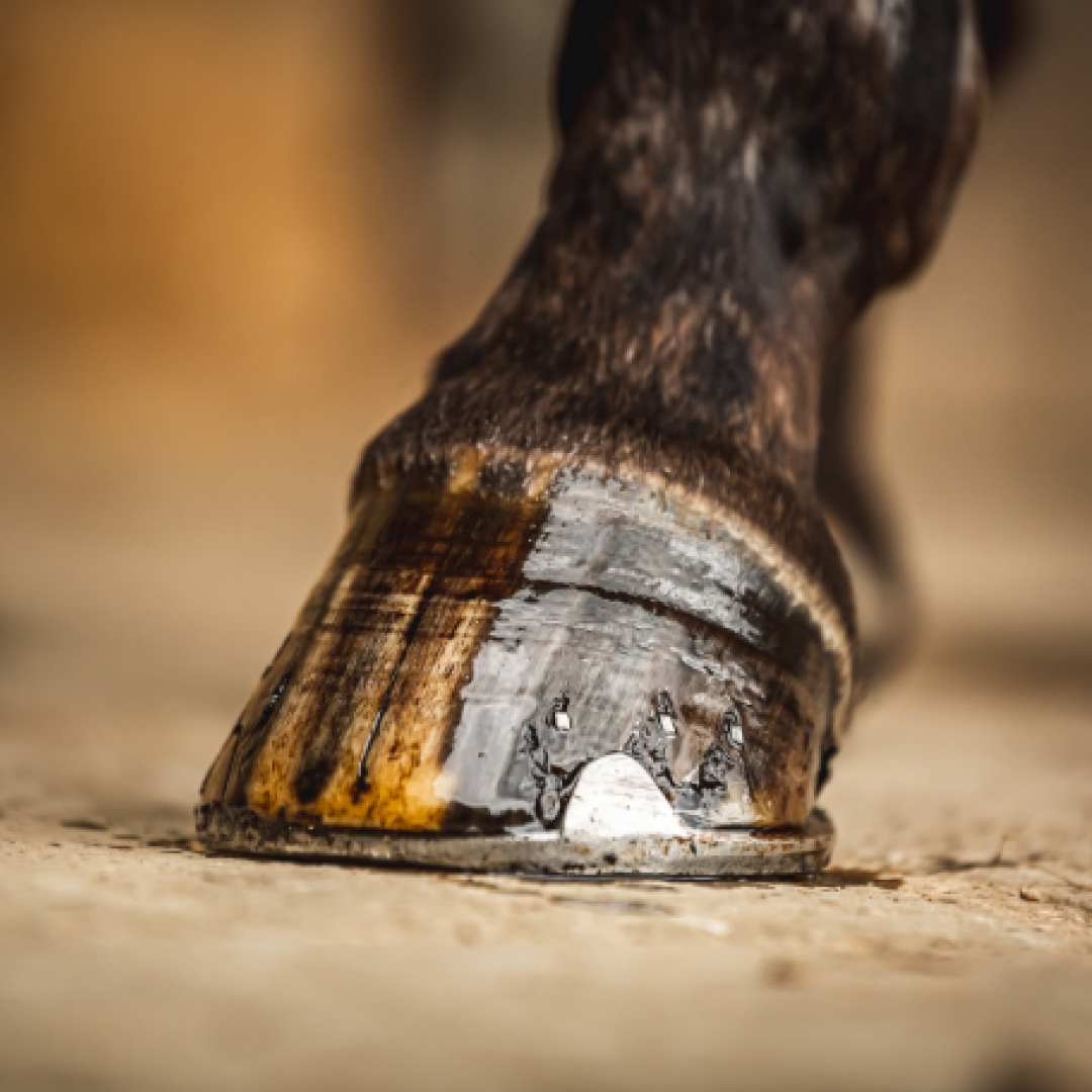 Carr & Day & Martin Cornucrescine Tea Tree Hoof Oil