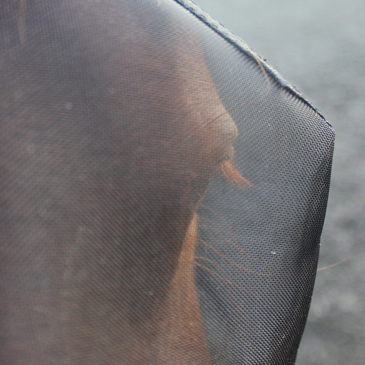 #colour_black-turquoise